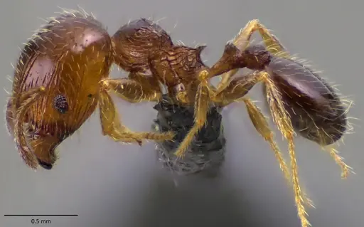 Pheidole adrianoi - ANTWEB1060170