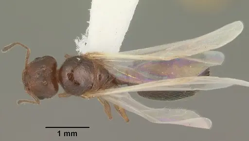 Pheidole adrianoi - CASENT0104271