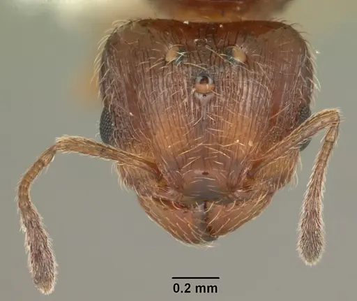 Pheidole adrianoi - CASENT0104271
