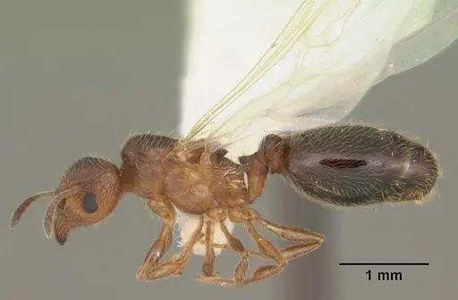 Pheidole adrianoi - CASENT0104271