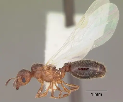 Pheidole adrianoi - CASENT0104271