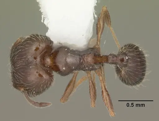 Pheidole adrianoi - CASENT0104273