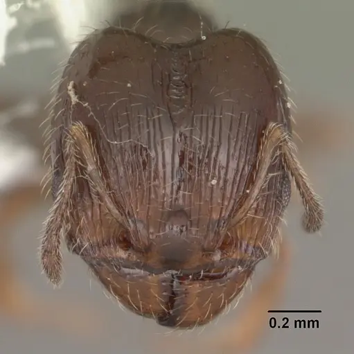 Pheidole adrianoi - CASENT0104273