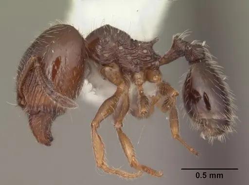 Pheidole adrianoi - CASENT0104273