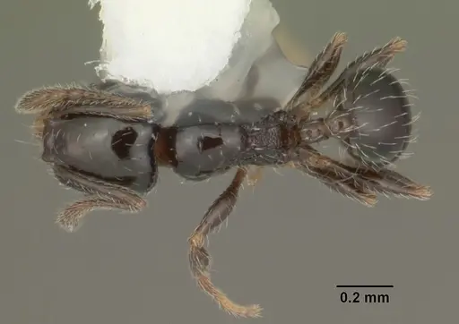 Pheidole adrianoi - CASENT0104274