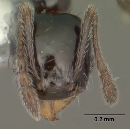 Pheidole adrianoi - CASENT0104274