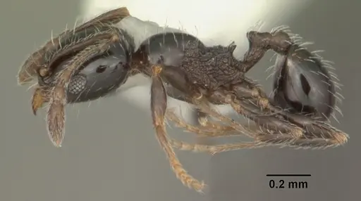 Pheidole adrianoi - CASENT0104274