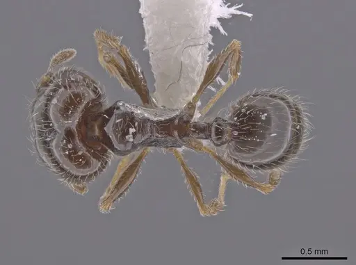 Pheidole adrianoi - CASENT0650676