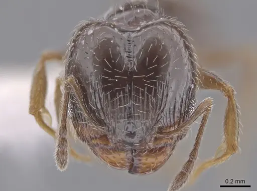 Pheidole adrianoi - CASENT0650676