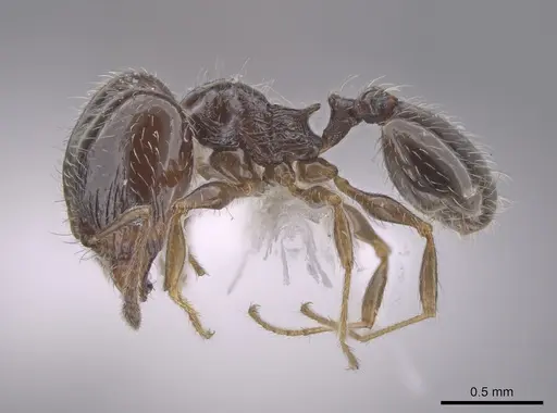 Pheidole adrianoi - CASENT0650676