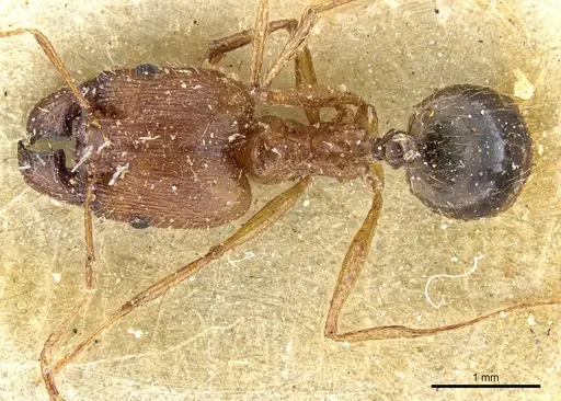 Pheidole aeberlii specimen