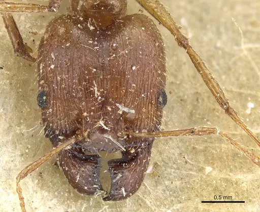 Pheidole aeberlii specimen