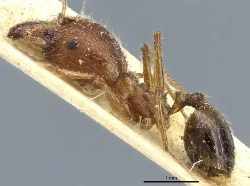 Pheidole aeberlii specimen