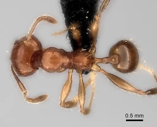 Pheidole aelloea specimen