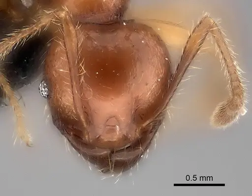 Pheidole aelloea specimen