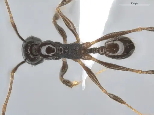 Pheidole aenescens specimen