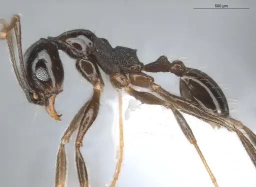 Pheidole aenescens specimen