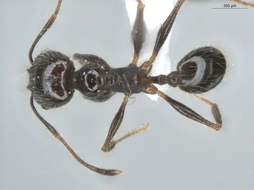 Pheidole aenescens - ECOFOG-CNI20-0063-15