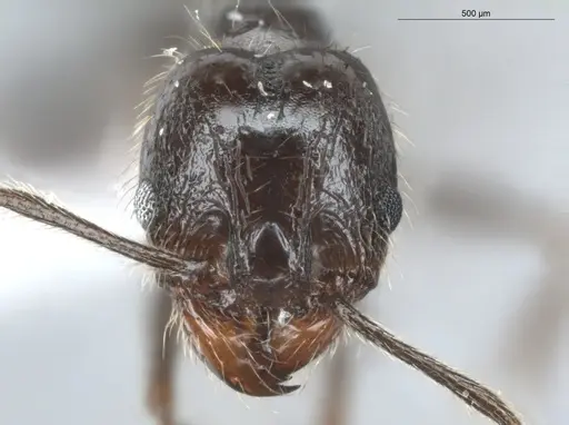 Pheidole aenescens - ECOFOG-CNI20-0063-15