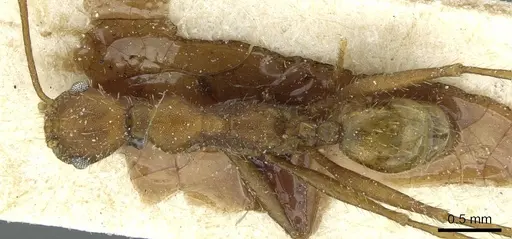 Pheidole aequiseta specimen