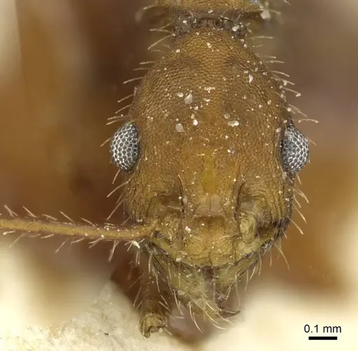 Pheidole aequiseta specimen