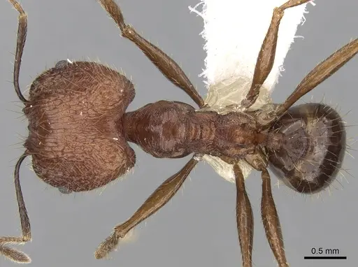 Pheidole aglae specimen