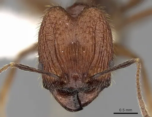 Pheidole aglae specimen