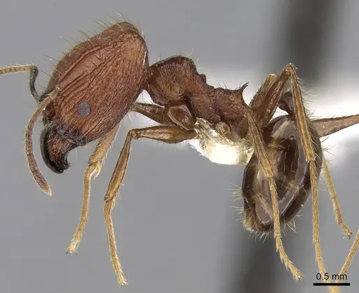 Pheidole aglae specimen