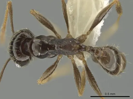 Pheidole agricola specimen