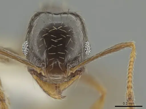 Pheidole agricola specimen