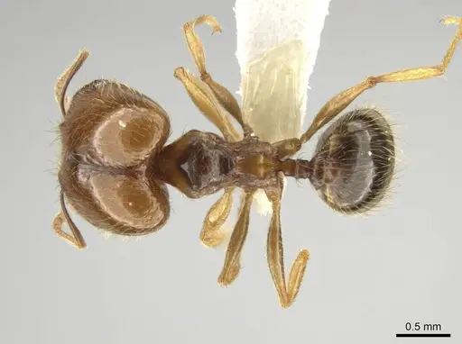 Pheidole agricola - CASENT0641074