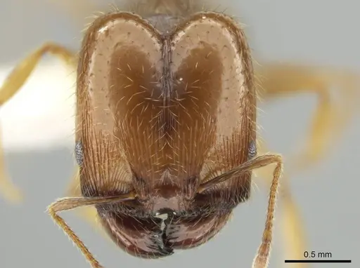 Pheidole agricola - CASENT0641074