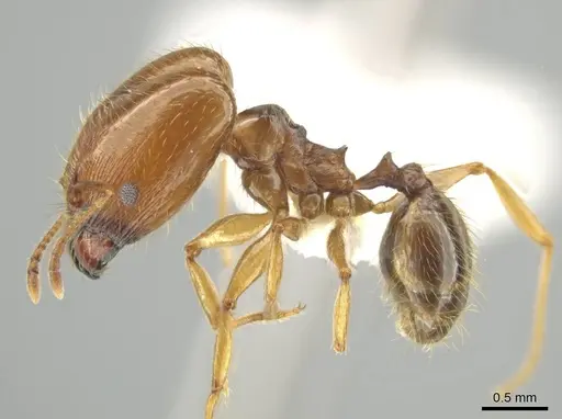 Pheidole agricola - CASENT0641074