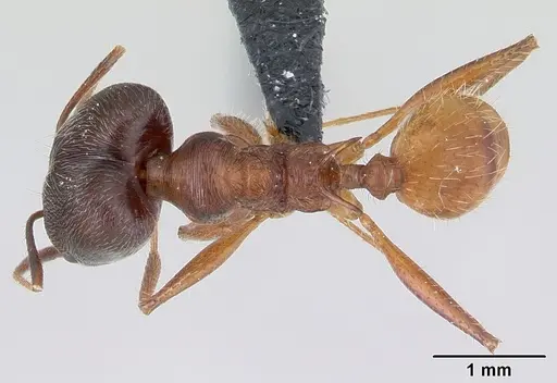 Pheidole ajax specimen