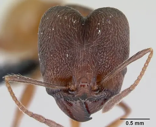 Pheidole ajax specimen