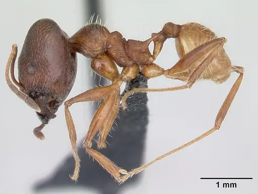 Pheidole ajax specimen