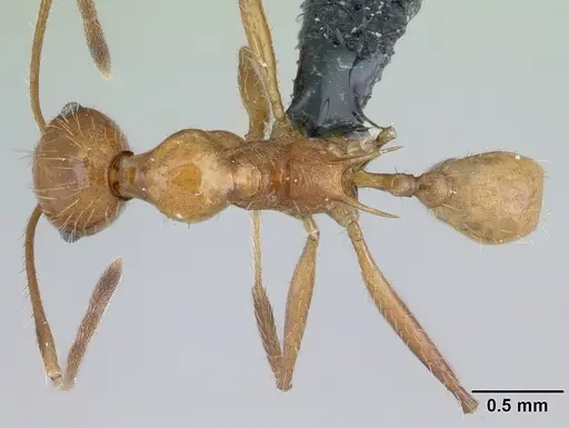 Pheidole ajax - CASENT0178235