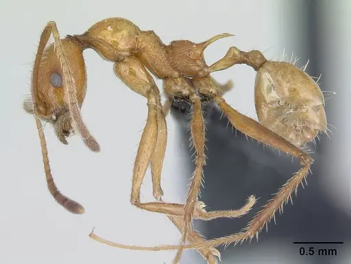 Pheidole ajax - CASENT0178235