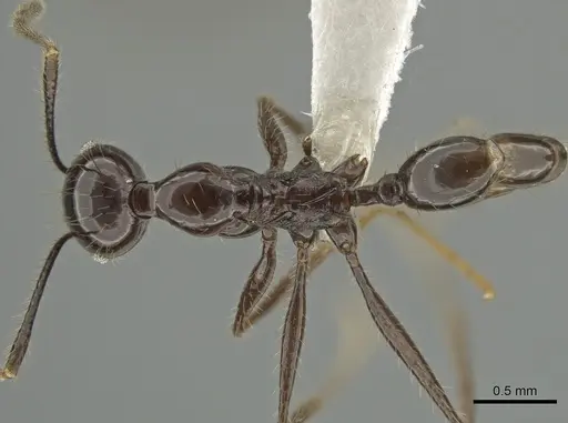 Pheidole ajax - CASENT0619651