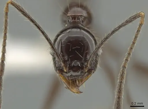 Pheidole ajax - CASENT0619651