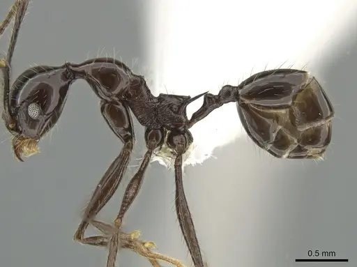 Pheidole ajax - CASENT0619651