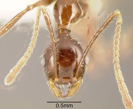 Pheidole ajax - CASENT0635431