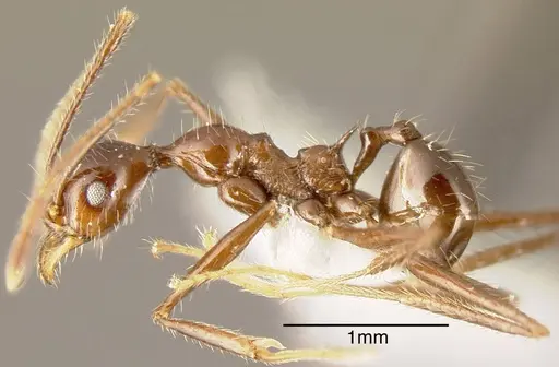 Pheidole ajax - CASENT0635431