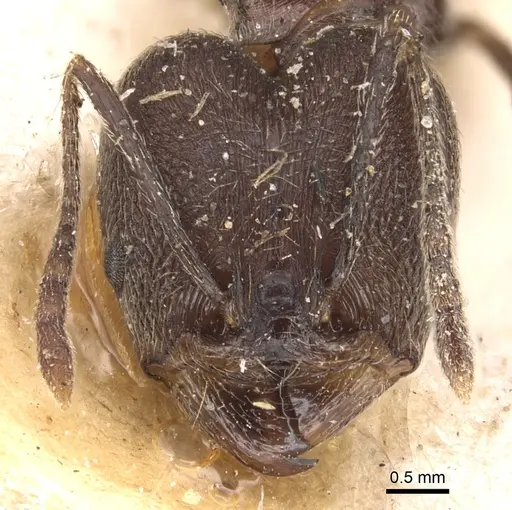 Pheidole ajax - CASENT0904344