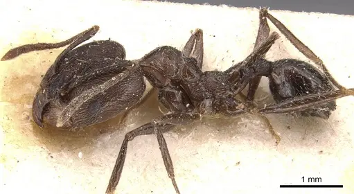 Pheidole ajax - CASENT0904344