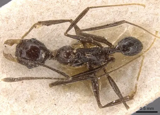 Pheidole ajax - CASENT0904345