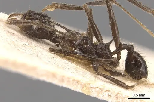 Pheidole ajax - CASENT0904345