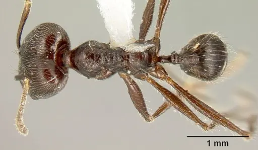 Pheidole ajax - INBIOCRI001280413