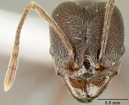 Pheidole ajax - INBIOCRI001280413