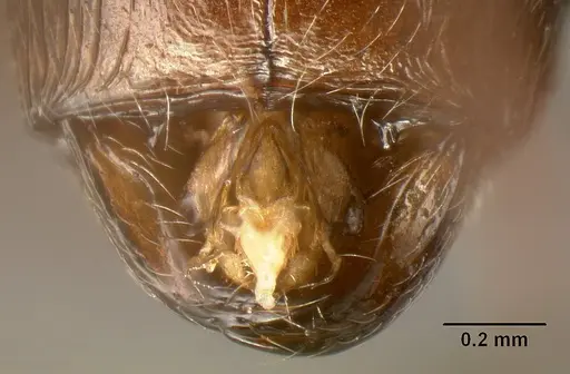 Pheidole ajax - INBIOCRI001280413